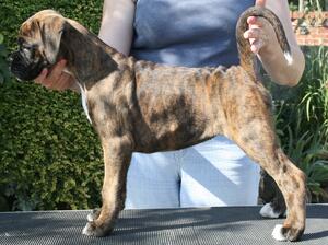 Brindle Female