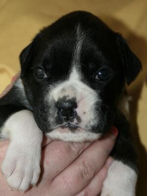 Brindle Male