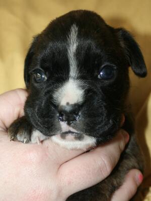 Brindle Female