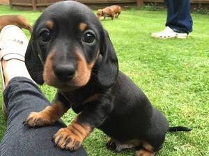 Miniature Puppy By Oraysha