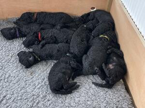 A cuddle of puppies 💕