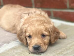 7 weeks