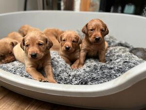 Pups