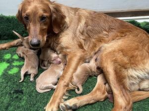 Dam and pups