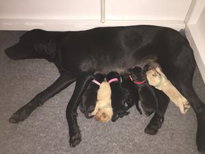 Milly & pups at 3 days old !!