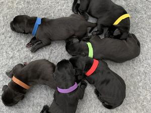 Puppies 2 days old.