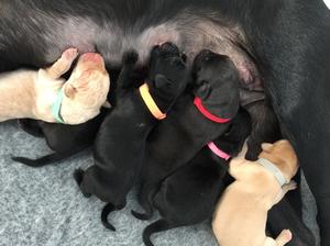 Milly & pups at 3 days old !!