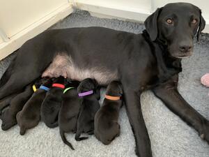 Milly & pups at 2 days old.