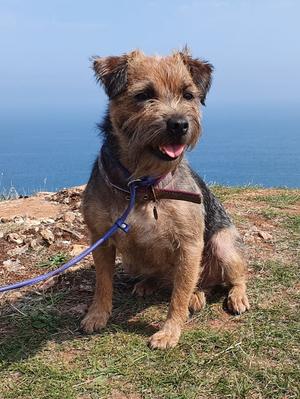 border terrier breeders east midlands