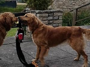 With her best friend Harvey