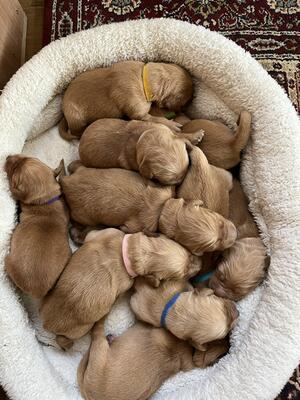 Litter at a couple of days old