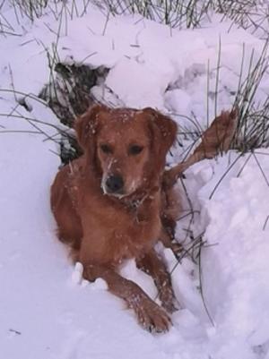 Lili in the snow