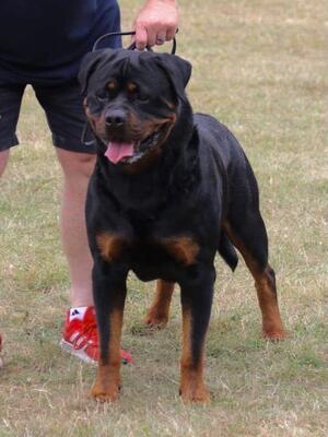 Otto