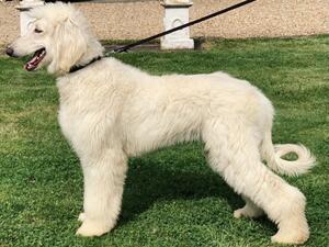 USA CHAMPION LINES SHOW DOG