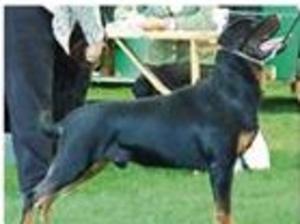 Young dog from previous litter