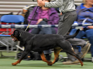 Typical Darkarmar puppies