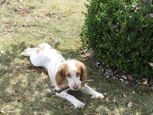 Bertie