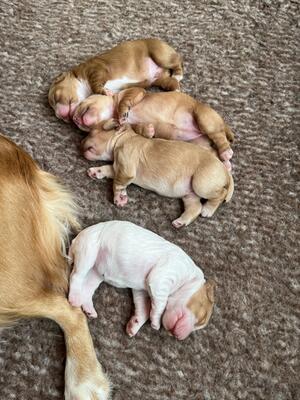 ALUNA WITH HER LAST LITTER