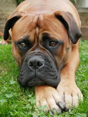 bullmastiff