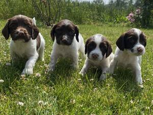 Poolgreen Gundogs -ready now 8 weeks 1/7/23