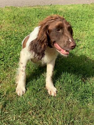 Liz - Dam of puppies