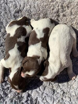 3 bitch puppies