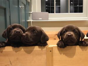 Puppies from Ruby's 2019 litter