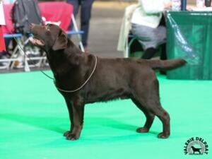 Elite Envoy (Sire) at Crufts
