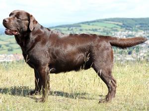 CH Meadowleigh Brown Sugar (sire)