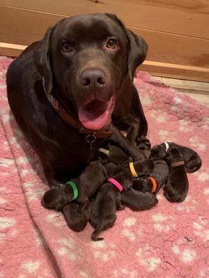 Ruby and pups