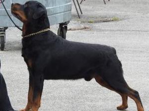 Rogue aged 7½ yrs