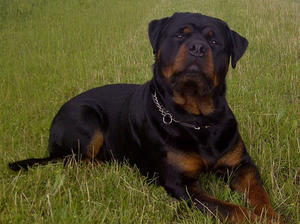 Arthur aged 2yrs
