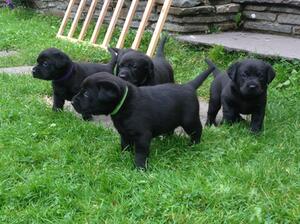 puppies exploring at 4 weeks