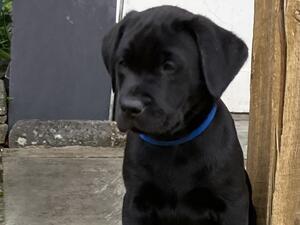 Female pup at 7 weeks old
