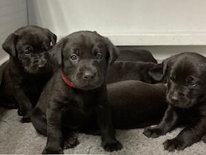 Pups at 4 weeks