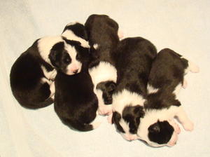 Puppies at 10 days old