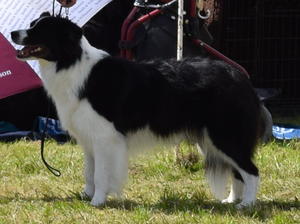 Maya at Bournemouth Champ. Show 2017