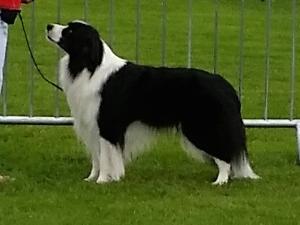 Zak at Border Union Championship show 2016
