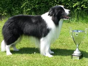 Best in Show at WOEBCC open show 2016
