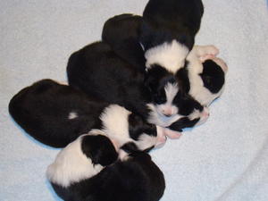 Puppies at 10 days old