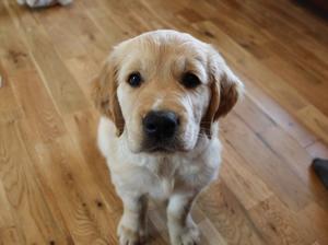 Bruno at 9 weeks