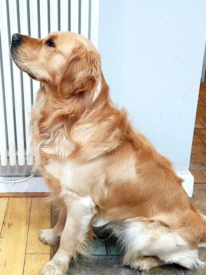 Bruno in Profile