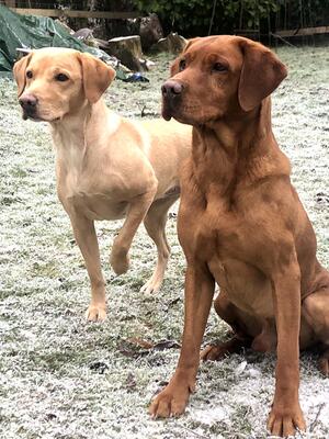 Marnie and Saxon