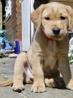 Pup available