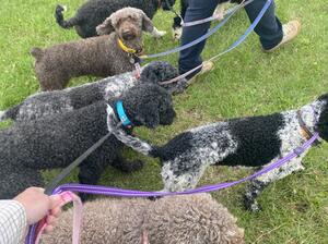 Walking the dogs