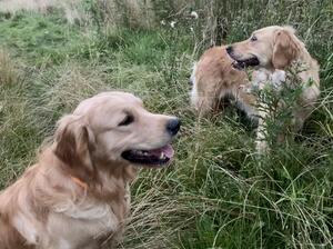 The 2 Amigos