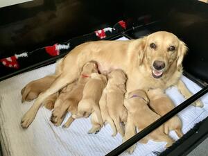 2 weeks old