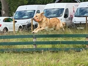 Tilli in action