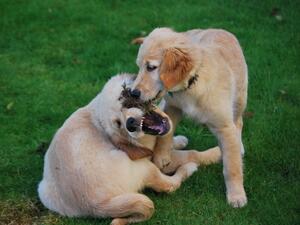 Bailey & Tok playfighting