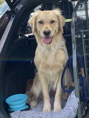Tilli - ready for work